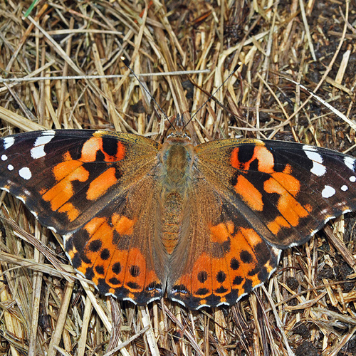 A Painted Lady.