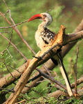 Red-billed Hornbill portfolio