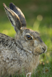 Brown Hare ref bh 3
