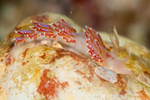 Facelina auriculata