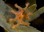 Haliclystus octoradiatus