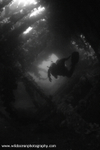 USW002: Oceana BW
