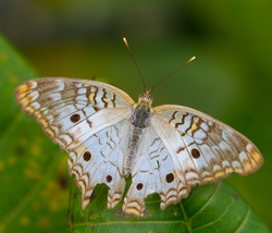 AnimalsCreatures _0057