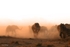 _M7B0081 Amboseli