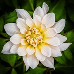 GL-08-Garden Dahlia