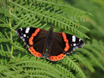 Red Admiral on Bracken, Arne RSPB Reserve, Dorset, UK