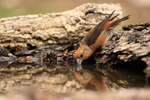 Red Crossbill (male) drinking, Port del Comte, Spain