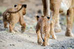 Lion Cub Shompole