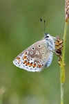 Common Blue
