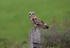 Short-eared owl
