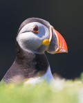 Puffin Portrait