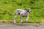 Grasmere-1