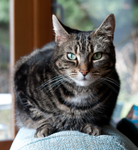 Misty - the hospice cat