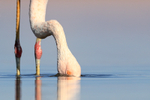 Chilean Flamingo filter-feeding close, Laguna Chaxas, Chile