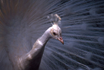 White Peacock 03
