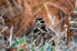 Woodcock