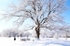My Woodland Tree 2