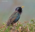 Starling