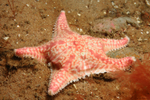 Porania pulvillus