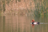 Red-crested Pochard (male), Tar Lakes, Oxfordshire