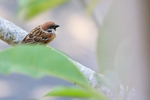 Eurasian Tree Sparrow portfolio