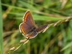 Brown Argus