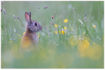 Rabbit in Buttercup Meadow 
