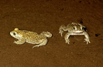Natterjack Toad
