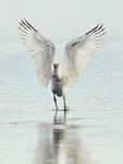 Spoonbill with wings spread after landing on Brownsea Lagoon