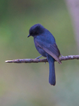 Southern Black Flycatcher portfolio