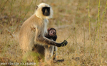 Mother Langur and cub.