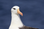 Black-browed Albatross blue background, West Point Island