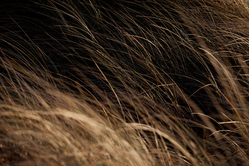 Marram grass blowin' in the wind up at The Ayres.