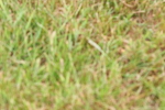 SBM_08417