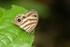 Striped butterfly