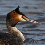 Great Crested Grebe close-up