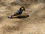 Crested Barbet - SA