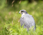 20140705-3K8A3292