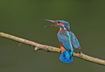 Kingfisher - Alcedo atthis