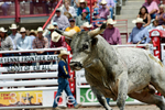 CFD Rodeo Performance - July 25th portfolio