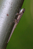Gecko clinging to vertical tent pole in Rekero Camp