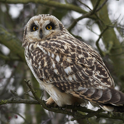 Short Eared Owl perched in a tree
