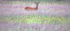 Roe Deer _ Pan 004