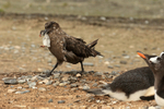 Brown Skua with Gentoo Penguin chick, Sea Lion Island