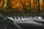 Autumn at Tollymore Forest Park, Northern Ireland.
