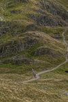 Hartsop Hop-491
