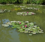 Monets Garden -5