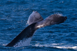 Floating Fluke 0A3A7498