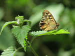 Speckled Wood