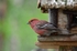 Pine Grosbeak